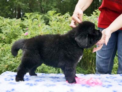 Щенки ньюфаундленда. Питомник Питерньюф. Newfoundland puppies. Piternyuf kennel.