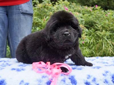 Щенки ньюфаундленда. Питомник Питерньюф. Newfoundland puppies. Piternyuf kennel.