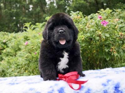 Щенки ньюфаундленда. Питомник Питерньюф. Newfoundland puppies. Piternyuf kennel.