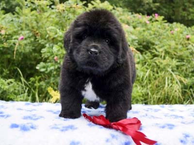 Щенки ньюфаундленда. Питомник Питерньюф. Newfoundland puppies. Piternyuf kennel.