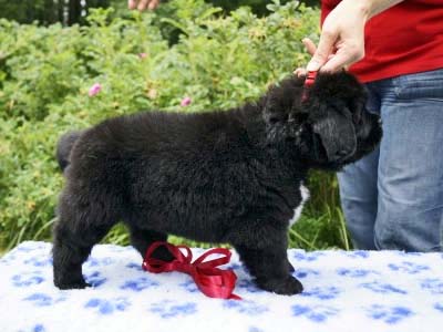 Щенки ньюфаундленда. Питомник Питерньюф. Newfoundland puppies. Piternyuf kennel.