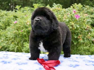 Щенки ньюфаундленда. Питомник Питерньюф. Newfoundland puppies. Piternyuf kennel.