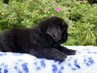 Щенки ньюфаундленда. Питомник Питерньюф. Newfoundland puppies. Piternyuf kennel.