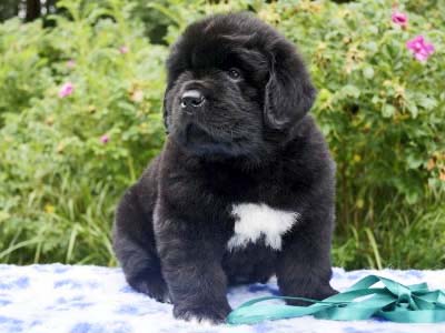 Щенки ньюфаундленда. Питомник Питерньюф. Newfoundland puppies. Piternyuf kennel.