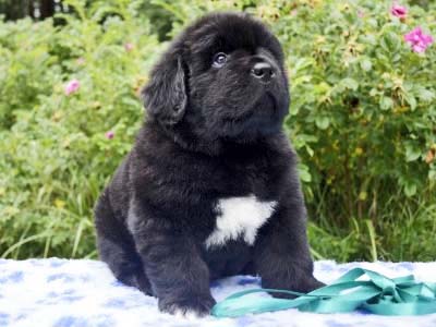 Щенки ньюфаундленда. Питомник Питерньюф. Newfoundland puppies. Piternyuf kennel.