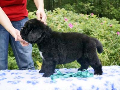 Щенки ньюфаундленда. Питомник Питерньюф. Newfoundland puppies. Piternyuf kennel.