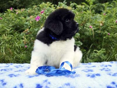 Щенки ньюфаундленда. Питомник Питерньюф. Newfoundland puppies. Piternyuf kennel.