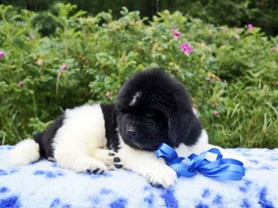 Щенки ньюфаундленда. Питомник Питерньюф. Newfoundland puppies. Piternyuf kennel.