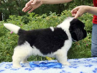 Щенки ньюфаундленда. Питомник Питерньюф. Newfoundland puppies. Piternyuf kennel.