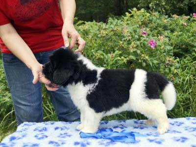 Щенки ньюфаундленда. Питомник Питерньюф. Newfoundland puppies. Piternyuf kennel.