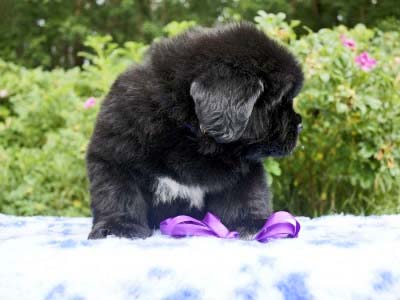 Щенки ньюфаундленда. Питомник Питерньюф. Newfoundland puppies. Piternyuf kennel.