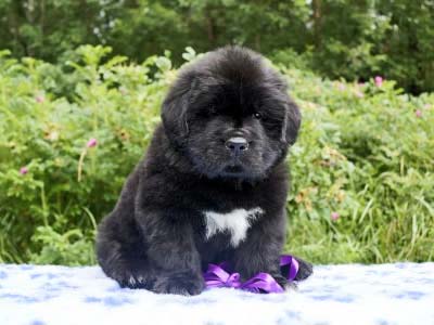 Щенки ньюфаундленда. Питомник Питерньюф. Newfoundland puppies. Piternyuf kennel.