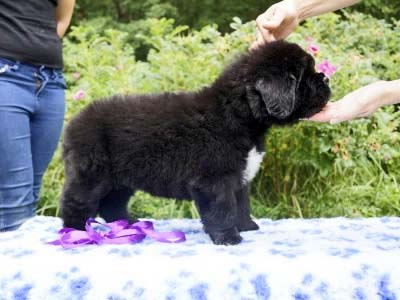 Щенки ньюфаундленда. Питомник Питерньюф. Newfoundland puppies. Piternyuf kennel.