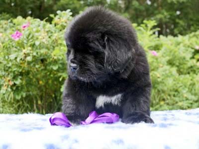 Щенки ньюфаундленда. Питомник Питерньюф. Newfoundland puppies. Piternyuf kennel.