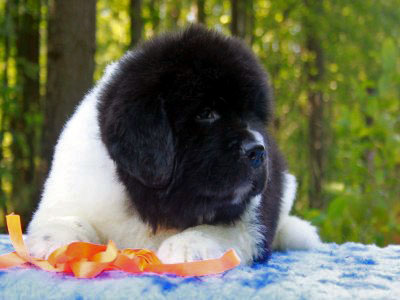 Щенки ньюфаундленда. Питомник Питерньюф. Newfoundland puppies. Piternyuf kennel.