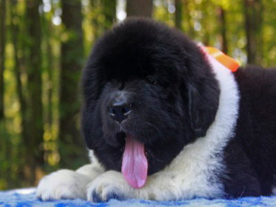 Щенки ньюфаундленда. Питомник Питерньюф. Newfoundland puppies. Piternyuf kennel.