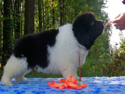 Щенки ньюфаундленда. Питомник Питерньюф. Newfoundland puppies. Piternyuf kennel.