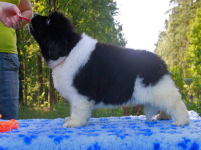 Щенки ньюфаундленда. Питомник Питерньюф. Newfoundland puppies. Piternyuf kennel.