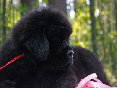 Щенки ньюфаундленда. Питомник Питерньюф. Newfoundland puppies. Piternyuf kennel.