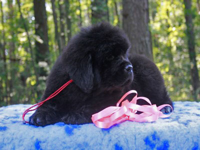 Щенки ньюфаундленда. Питомник Питерньюф. Newfoundland puppies. Piternyuf kennel.