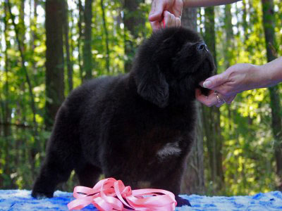 Щенки ньюфаундленда. Питомник Питерньюф. Newfoundland puppies. Piternyuf kennel.