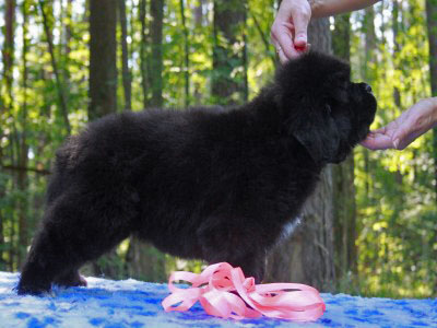 Щенки ньюфаундленда. Питомник Питерньюф. Newfoundland puppies. Piternyuf kennel.