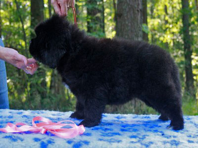 Щенки ньюфаундленда. Питомник Питерньюф. Newfoundland puppies. Piternyuf kennel.