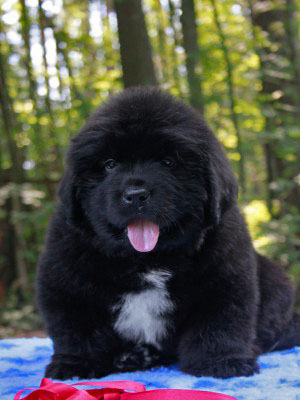 Щенки ньюфаундленда. Питомник Питерньюф. Newfoundland puppies. Piternyuf kennel.