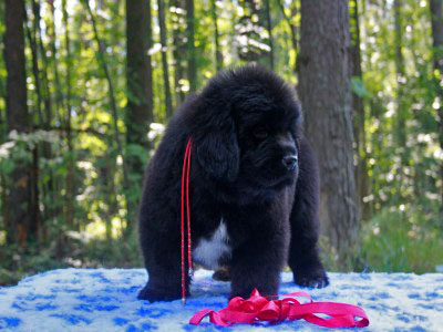 Щенки ньюфаундленда. Питомник Питерньюф. Newfoundland puppies. Piternyuf kennel.