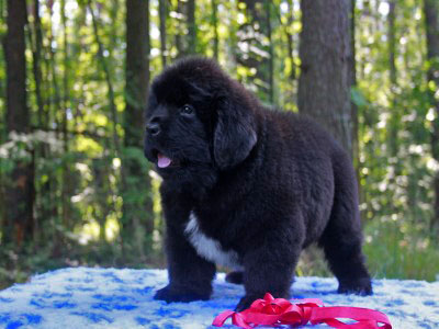 Щенки ньюфаундленда. Питомник Питерньюф. Newfoundland puppies. Piternyuf kennel.