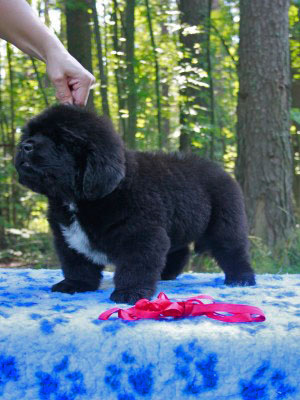 Щенки ньюфаундленда. Питомник Питерньюф. Newfoundland puppies. Piternyuf kennel.