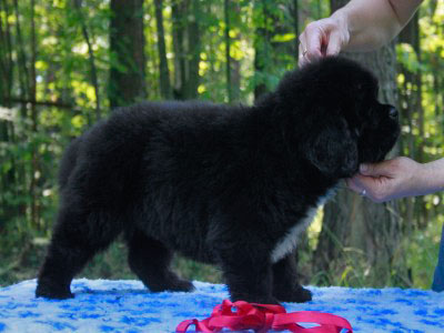 Щенки ньюфаундленда. Питомник Питерньюф. Newfoundland puppies. Piternyuf kennel.