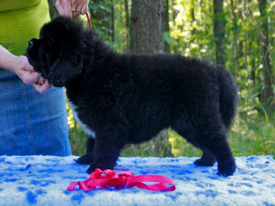 Щенки ньюфаундленда. Питомник Питерньюф. Newfoundland puppies. Piternyuf kennel.