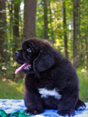 Щенки ньюфаундленда. Питомник Питерньюф. Newfoundland puppies. Piternyuf kennel.