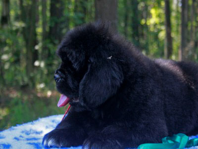 Щенки ньюфаундленда. Питомник Питерньюф. Newfoundland puppies. Piternyuf kennel.