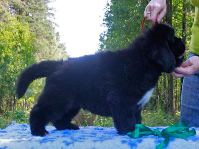 Щенки ньюфаундленда. Питомник Питерньюф. Newfoundland puppies. Piternyuf kennel.