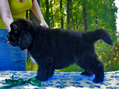 Щенки ньюфаундленда. Питомник Питерньюф. Newfoundland puppies. Piternyuf kennel.