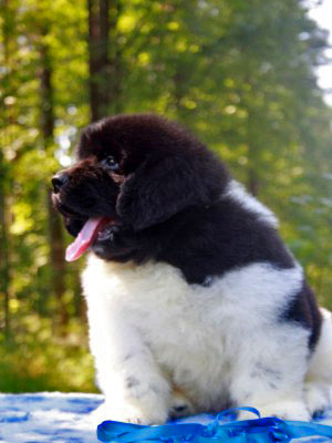 Щенки ньюфаундленда. Питомник Питерньюф. Newfoundland puppies. Piternyuf kennel.