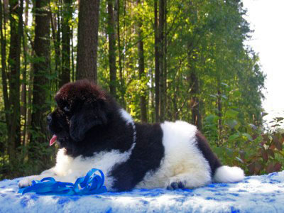 Щенки ньюфаундленда. Питомник Питерньюф. Newfoundland puppies. Piternyuf kennel.