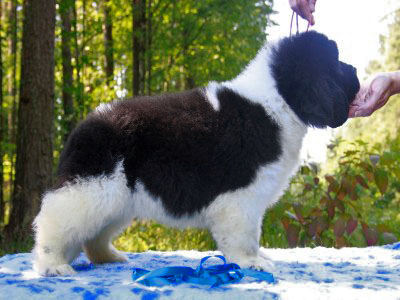 Щенки ньюфаундленда. Питомник Питерньюф. Newfoundland puppies. Piternyuf kennel.