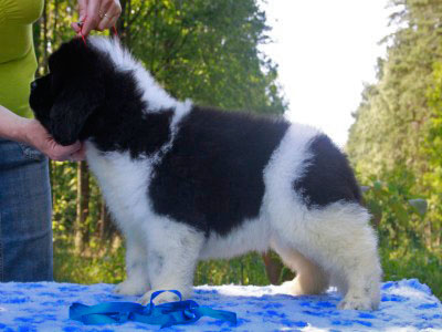 Щенки ньюфаундленда. Питомник Питерньюф. Newfoundland puppies. Piternyuf kennel.