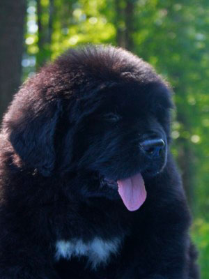 Щенки ньюфаундленда. Питомник Питерньюф. Newfoundland puppies. Piternyuf kennel.