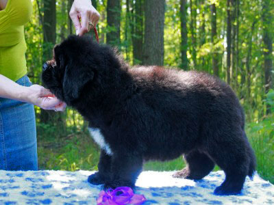 Щенки ньюфаундленда. Питомник Питерньюф. Newfoundland puppies. Piternyuf kennel.