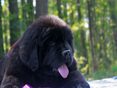 Щенки ньюфаундленда. Питомник Питерньюф. Newfoundland puppies. Piternyuf kennel.