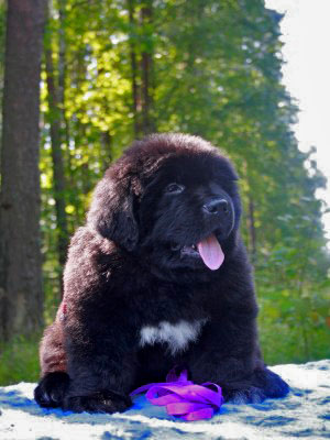 Щенки ньюфаундленда. Питомник Питерньюф. Newfoundland puppies. Piternyuf kennel.