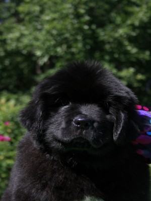 Щенки ньюфаундленда. Питомник Питерньюф. Newfoundland puppies. Piternyuf kennel.