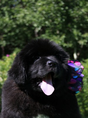 Щенки ньюфаундленда. Питомник Питерньюф. Newfoundland puppies. Piternyuf kennel.