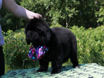 Щенки ньюфаундленда. Питомник Питерньюф. Newfoundland puppies. Piternyuf kennel.