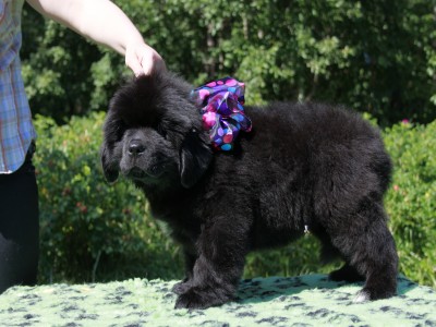 Щенки ньюфаундленда. Питомник Питерньюф. Newfoundland puppies. Piternyuf kennel.