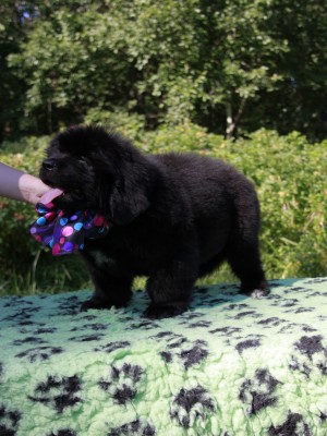 Щенки ньюфаундленда. Питомник Питерньюф. Newfoundland puppies. Piternyuf kennel.